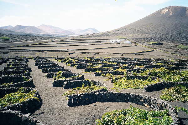 Weinanbau auf Lanzarote